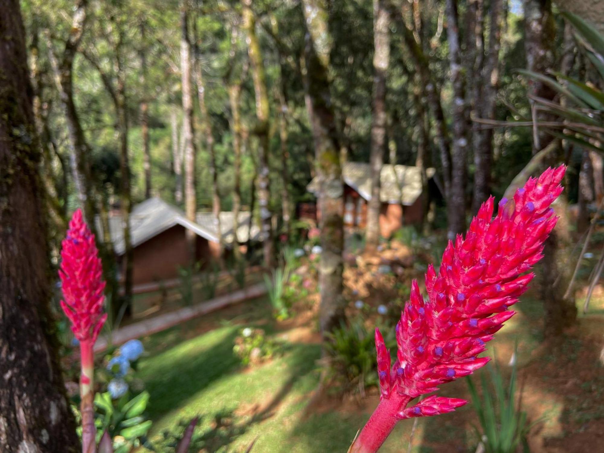 Vivie Monte Verde (Minas Gerais)